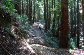 View up Mt. Redondo Trail.