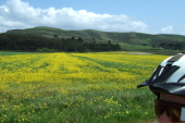Mustard blooms in the fields.