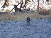 Video: Scrub jay hides nuts under stones while twittering and purring.
