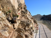 Cactus growing in the rock along the Lighthouse path.