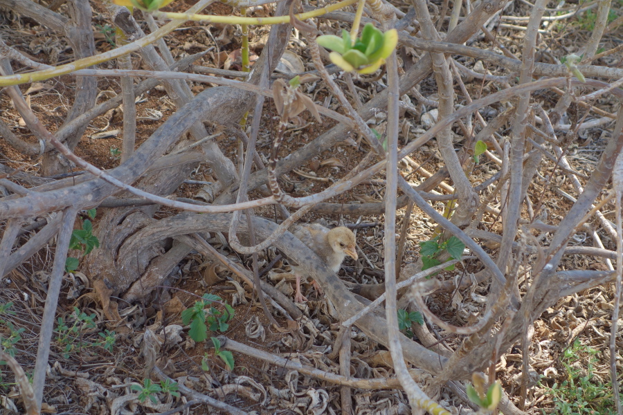 Chick separated from mom and peeping loudly