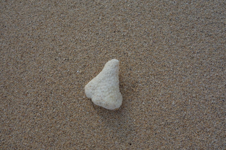 A piece of coral shaped like a bicycle saddle