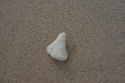 A piece of coral shaped like a bicycle saddle