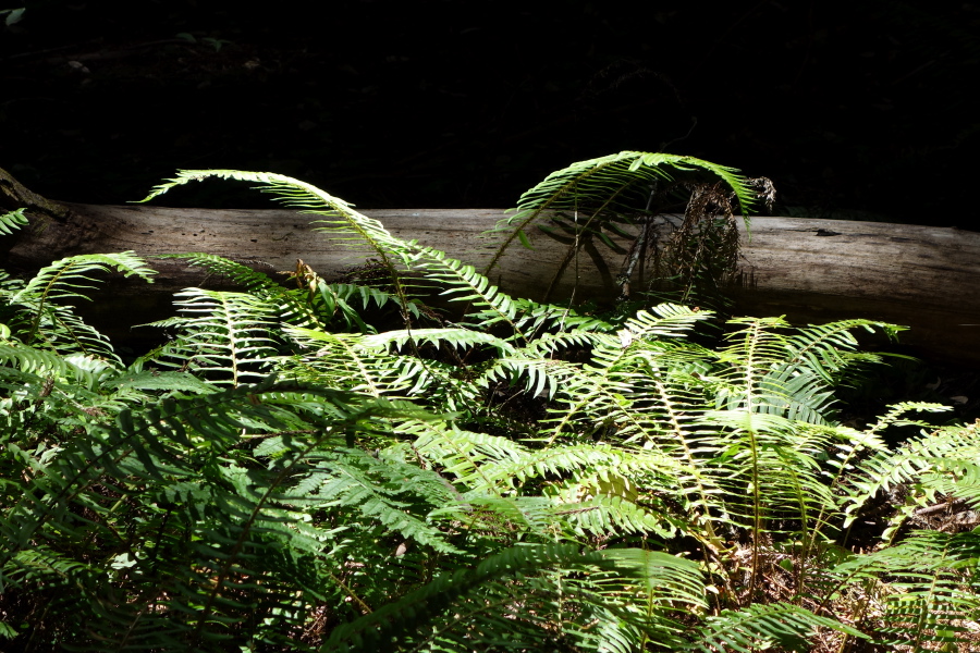 Ferns in the sun