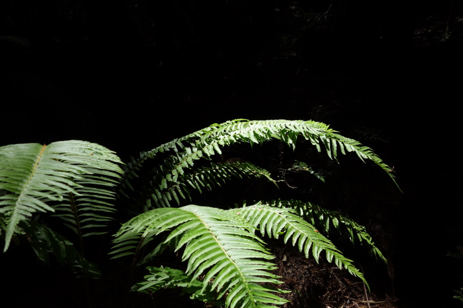 Ferns in the sun (2)