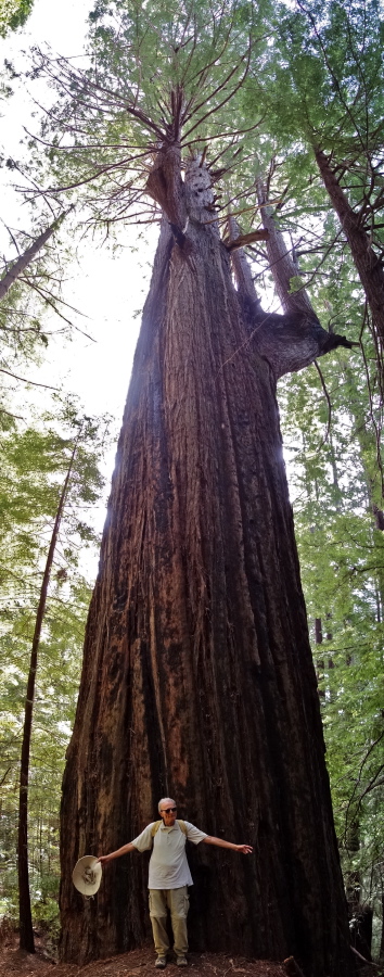 David models the Tarwater Tree.