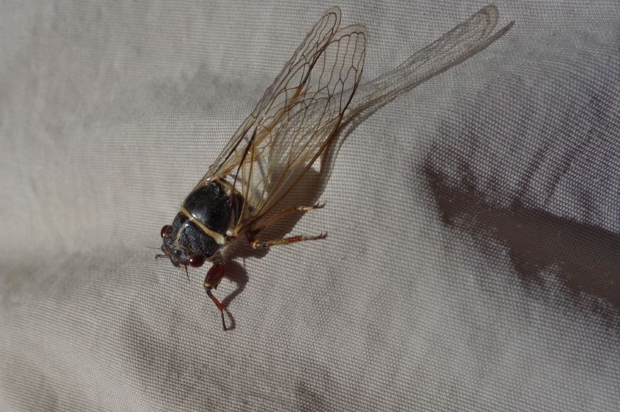 Strange-looking insect clings to my pants.