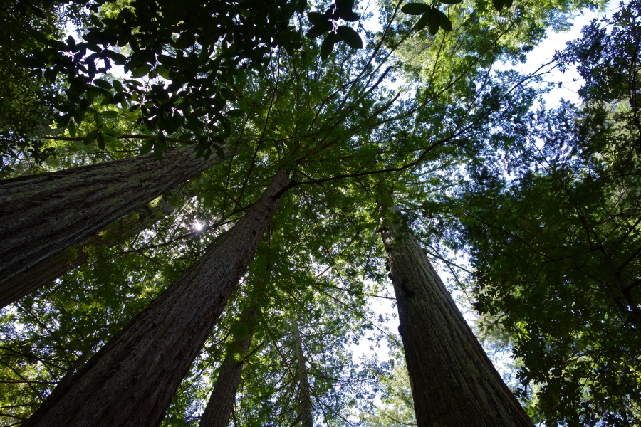 Redwood canopy from below.