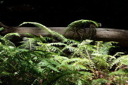 Ferns in the sun