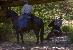 Horse takes a dip in the cool waters of Pescadero Creek, alarming its rider.