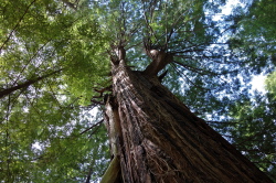 Tarwater Tree from the south
