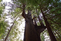 Tarwater tree from the north