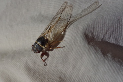 Strange-looking insect clings to my pants.