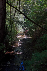 View up Peters Creek