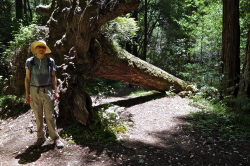 Bill stands next to a fallen fir tree.