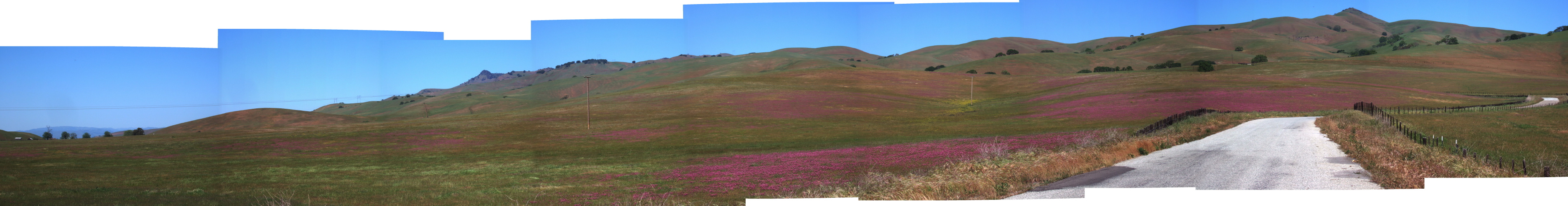 Wildflowers in Santa Ana Valley.