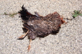Dead rooster on Quien Sabe Rd.