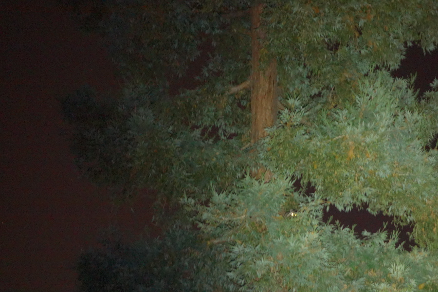 Raccoon peers down at my light.