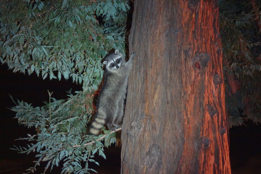 He stops to watch me take his photo.