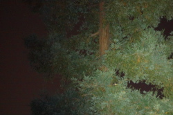 Raccoon peers down at my light.