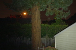 Terrified gray squirrel on the redwood tree (at center), driven off its nest by the marauding raccoons