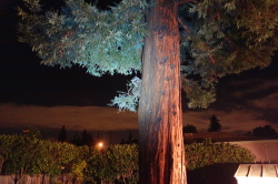 Caught in the Act: A raccoon climbs the redwood tree
