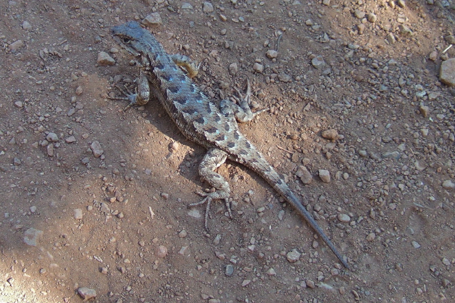 A dragon lizard freezes for the camera.