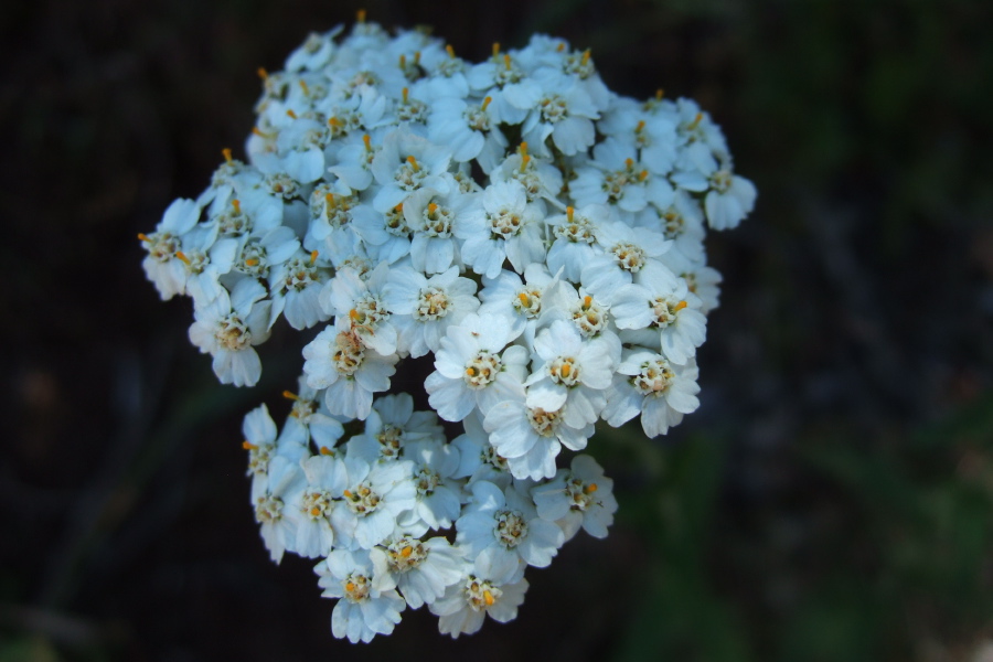 Achillea millefolium (Yarrow)