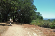 David walks the Chamise Trail beneath some handsome oaks.