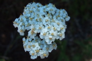 Achillea millefolium (Yarrow)
