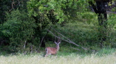 A doe watches the spectacle.