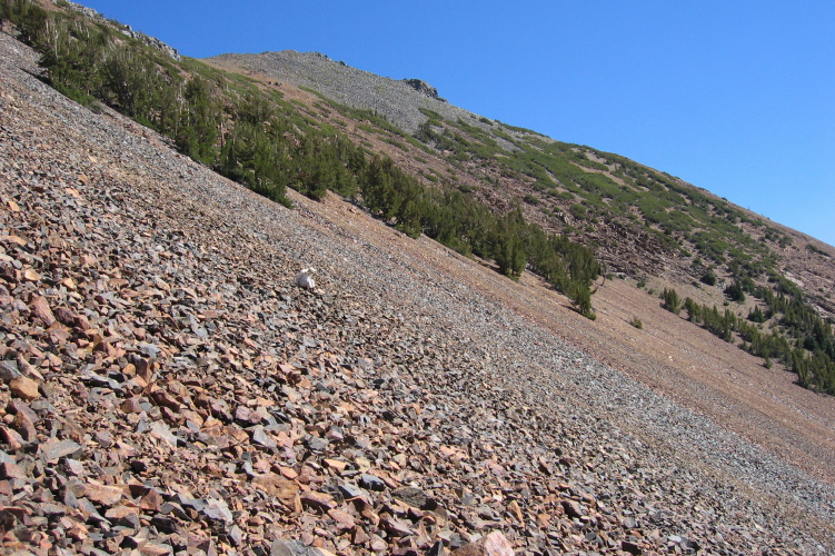 David descending the scree on Sherwin Crest.