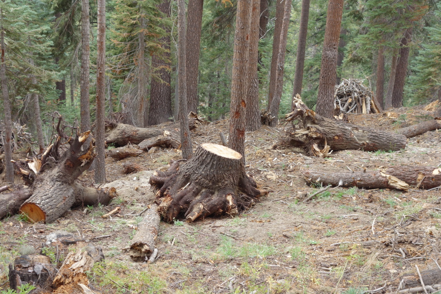 Someone worked hard to uproot these trees.