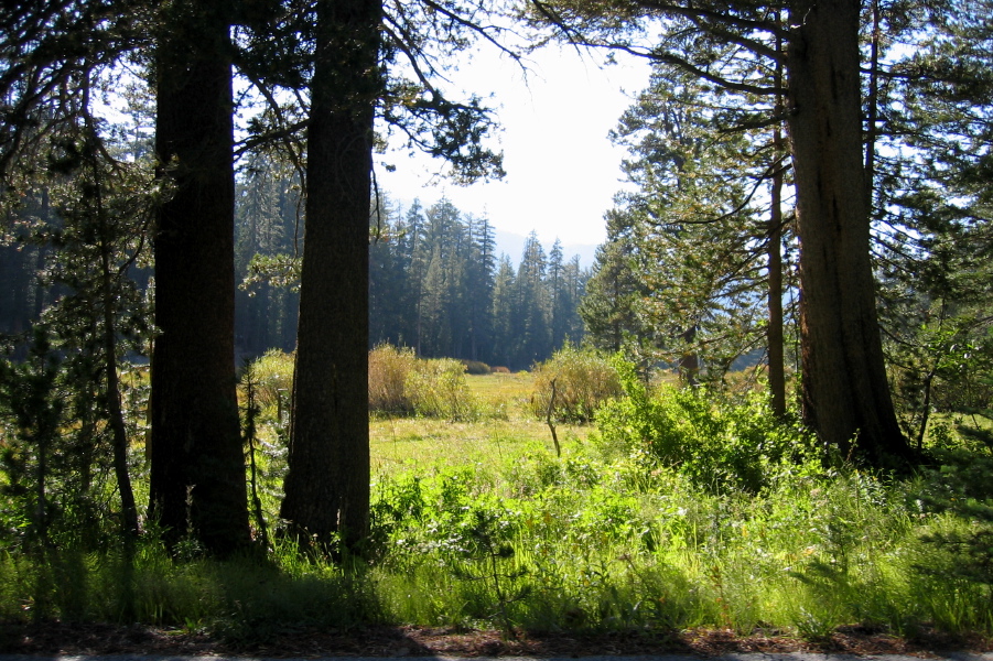Agnew Meadow from Minaret Summit Rd. (8320ft)