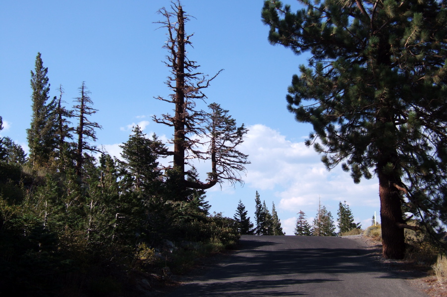 Two trees in one on Old Mammoth Rd.