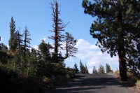 Two trees in one on Old Mammoth Rd.