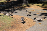 Canadian geese finding edibles.