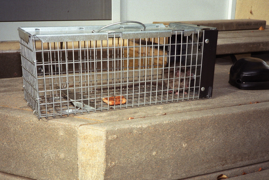 An unhappy roof rat caught in my trap.