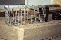 An unhappy roof rat caught in my trap.