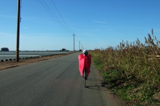 Ron Bobb passes strawberry fields on Boronda Road.