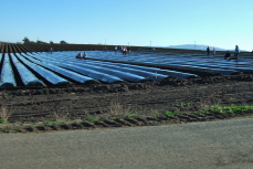 Workers install the plastic sheeting on the strawberry fields.