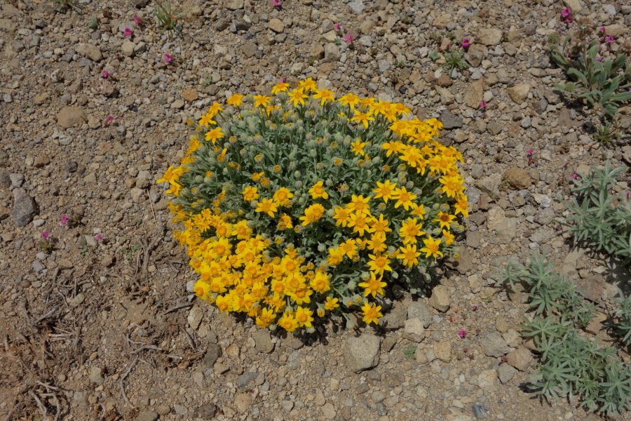 Common woolly sunflower (Eriophyllum lanatum)