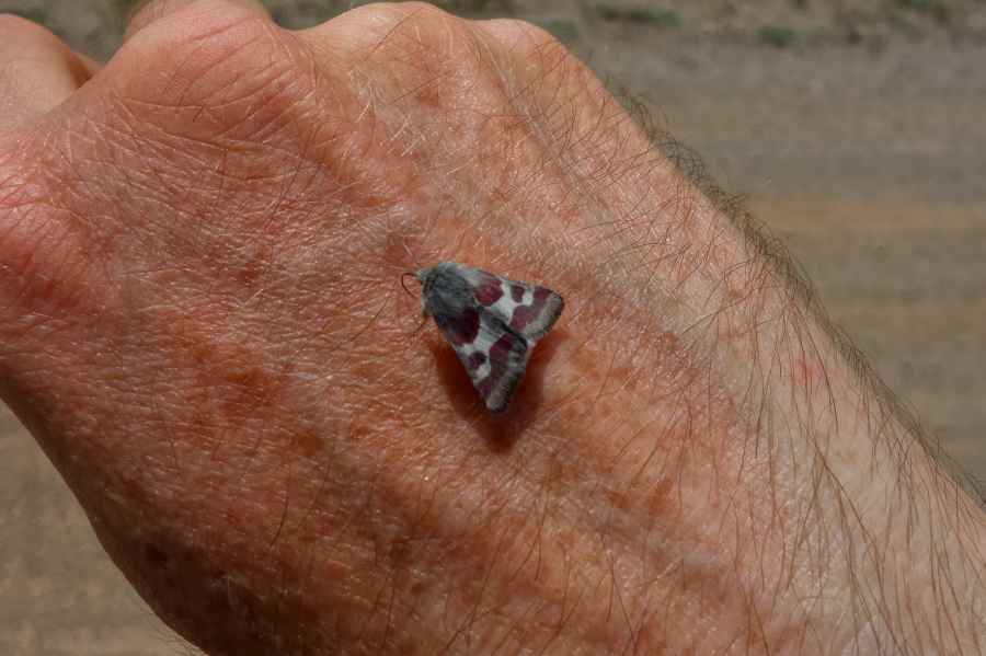 A moth rests on my hand. (1)