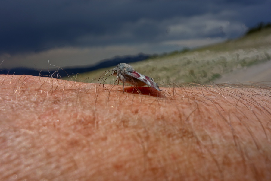 A moth rests on my hand.