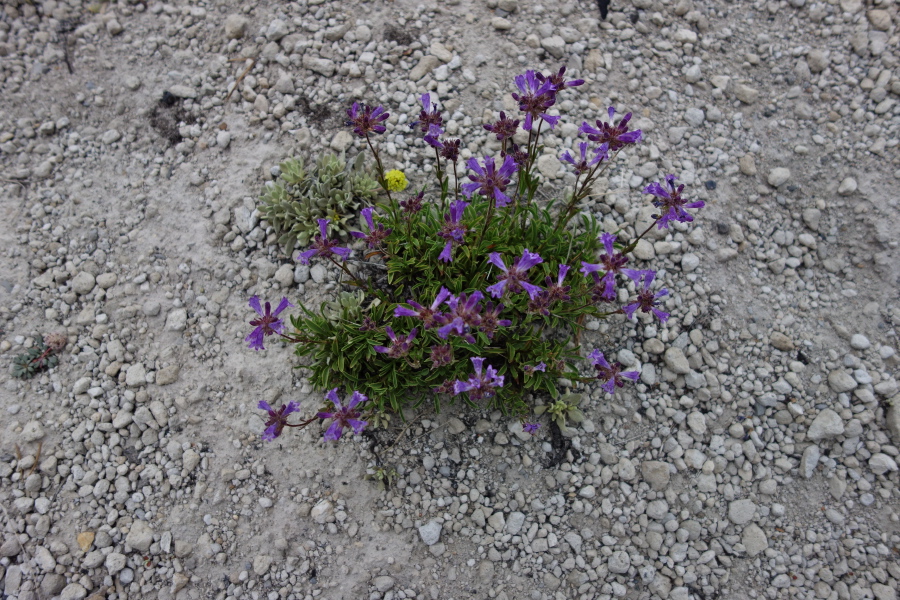 Sierra beardtongue (Penstemon heterodoxus)