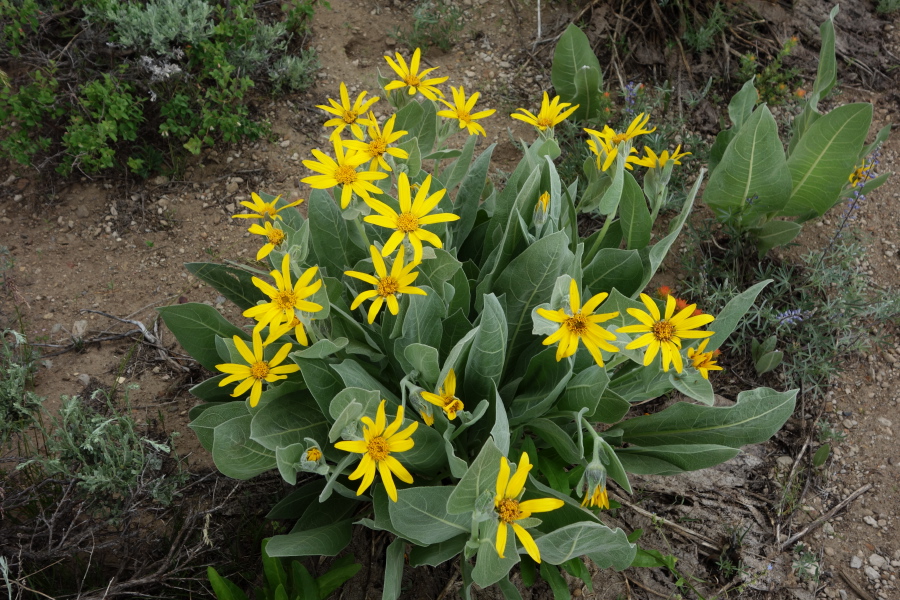 Woolly mule ears (Wyethia mollis)