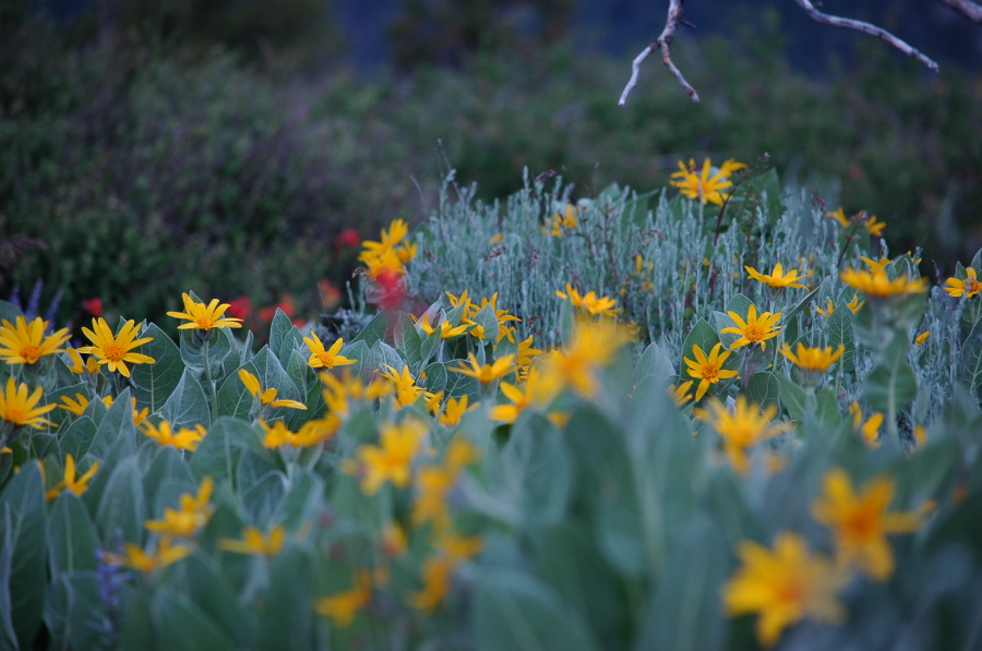 A field of Mule ears (Wyethia mollis)