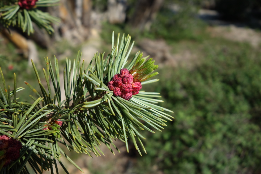 White Fir (Abies concolor)