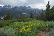 A patch of woolly mule ears (Wyethia mollis)