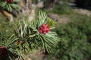 White Fir (Abies concolor)